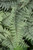 Ghost Fern (Athyrium 'Ghost' 4930.1) #1 
