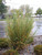 Porcupine Grass (Miscanthus sinensis 'Strictus' 5145.2) #2 