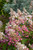 PINKY WINKY HYDRANGEA #7 STD