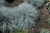 Elijah Blue Fescue (Festuca glauca 'Elijah Blue' 4330*1) TRADE 1 