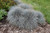 Elijah Blue Fescue (Festuca glauca 'Elijah Blue' 4330*1) TRADE 1 