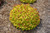 Double Play Candy Corn Spirea (Spiraea japonica 'NCSX1' 1371.3PW) #3 PWINNER