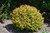 Double Play Candy Corn Spirea (Spiraea japonica 'NCSX1' 1371.3PW) #3 PWINNER