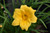Stella de Oro Daylily (Hemerocallis 'Stella de Oro' 4780*1) TRADE 1 