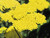 Moonshine Yarrow (Achillea 'Moonshine' 4122.1) #1 