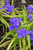 Sweet Kate Spiderwort (Tradescantia x andersoniana 'Sweet Kate' 5202.1) #1 