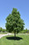 Greenspire Linden (Tilia cordata 'Greenspire' 0595.968) #15 8'