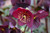 HGC Ice N' Roses Red Hellebore (Helleborus 'COSEH 4800' 4655.1) #1 