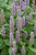 Blue Fortune Anise Hyssop (Agastache 'Blue Fortune' 4024.1) #1 