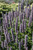 Blue Fortune Anise Hyssop (Agastache 'Blue Fortune' 4024.1) #1 