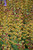 Decadence Cherries Jubilee False Indigo (Baptisia 'Cherries Jubilee' 4055.1PW) #1 PWINNER