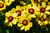 UpTick Yellow and Red Tickseed (Coreopsis 'Baluptowed' 5677.1) #1 