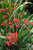 Emberglow Crocosmia (Crocosmia 'Emberglow' 4385.1) #1 