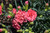 Fruit Punch Classic Coral Pinks (Dianthus 'Classic Coral' 4486.1PW) #1 PWINNER