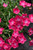 Beauties Kahori Scarlet Pinks (Dianthus 'Kahori Scarlet' 4101.1) #1 