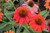 Lakota Fire Coneflower (Echinacea 'Lakota Fire' 5832.1PW) #1 PWINNER