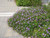 Rozanne Cranesbill (Geranium 'Rozanne' 5881.1) #1 