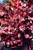 Forever Red Coral Bells (Heuchera 'Forever Red' 5385.1) #1 
