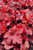 Forever Red Coral Bells (Heuchera 'Forever Red' 5385.1) #1 