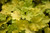 Lemon Love Coral Bells (Heuchera 'Lemon Love' 5854.1) #1 