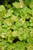Lemon Love Coral Bells (Heuchera 'Lemon Love' 5854.1) #1 