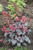 Timeless Treasure Coral Bells (Heuchera 'Timeless Treasure' 4698.1) #1 