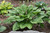 Blue Hawaii Hosta (Hosta 'Blue Hawaii' 4897.1) #1 
