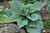 Blueberry Muffin Hosta (Hosta 'Blueberry Muffin' 4481.1) #1 