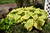 Dancing Queen Hosta (Hosta 'Dancing Queen' 4129.1) #1 