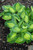 Pocketful Of Sunshine Hosta (Hosta 'Pocketful Of Sunshine' 4678.1) #1 