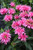 Balmy Pink Beebalm (Monarda didyma 'Balbalmink' 4904.1) #1 