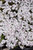Amazing Grace Moss Phlox (Phlox subulata 'Amazing Grace' 4397.1) #1 