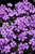 Purple Beauty Moss Phlox (Phlox subulata 'Purple Beauty' 5475.1) #1 