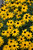 American Gold Rush Coneflower (Rudbeckia 'American Gold Rush' 5642.1) #1 