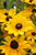 Indian Summer Coneflower (Rudbeckia hirta 'Indian Summer' 5526.1) #1 