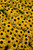 Viette's Little Suzy Coneflower (Rudbeckia fulgida 'Viette's Little Suzy' 5473.1) #1 