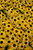 Viette's Little Suzy Coneflower (Rudbeckia fulgida 'Viette's Little Suzy' 5473.1) #1 