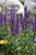 Caramia Meadow Sage (Salvia nemorosa 'Caramia' 5303.1) #1 