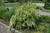 Little Henry Virginia Sweetspire (Itea virginica 'Sprich' 1930.5PW) #5 PWINNER