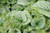 Sterling Silver Bugloss (Brunnera macrophylla 'Sterling Silver' 4387.1) #1 