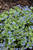 Sterling Silver Bugloss (Brunnera macrophylla 'Sterling Silver' 4387.1) #1 