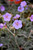 Boom Chocolatta Cranesbill (Geranium pratense 'Boom Chocolatta' 4980.1PW) #1 PWINNER