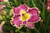 Raspberry Eclipse Daylily (Hemerocallis 'Raspberry Eclipse' 5570.1) #1 