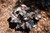 Northern Exposure Black Coral Bells (Heuchera 'TNHEUNEB' 5698.1) #1 