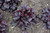Northern Exposure Black Coral Bells (Heuchera 'TNHEUNEB' 5698.1) #1 