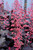 Timeless Night Coral Bells (Heuchera 'Timeless Night' 4177.1) #1 