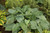 Shadowland Diamond Lake Hosta (Hosta 'Diamond Lake' 4657.1PW) #1 PWINNER