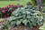 Shadowland Diamond Lake Hosta (Hosta 'Diamond Lake' 4657.1PW) #1 PWINNER