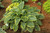 Shadowland Wu-La-La Hosta (Hosta 'Wu-La-La' 5126.1PW) #1 PWINNER