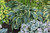 Shadowland Wu-La-La Hosta (Hosta 'Wu-La-La' 5126.1PW) #1 PWINNER